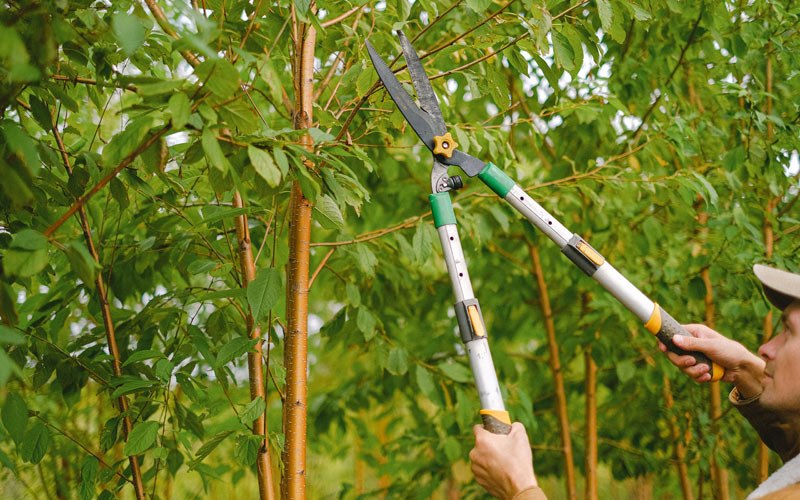 Tree trimming in Troy, WV